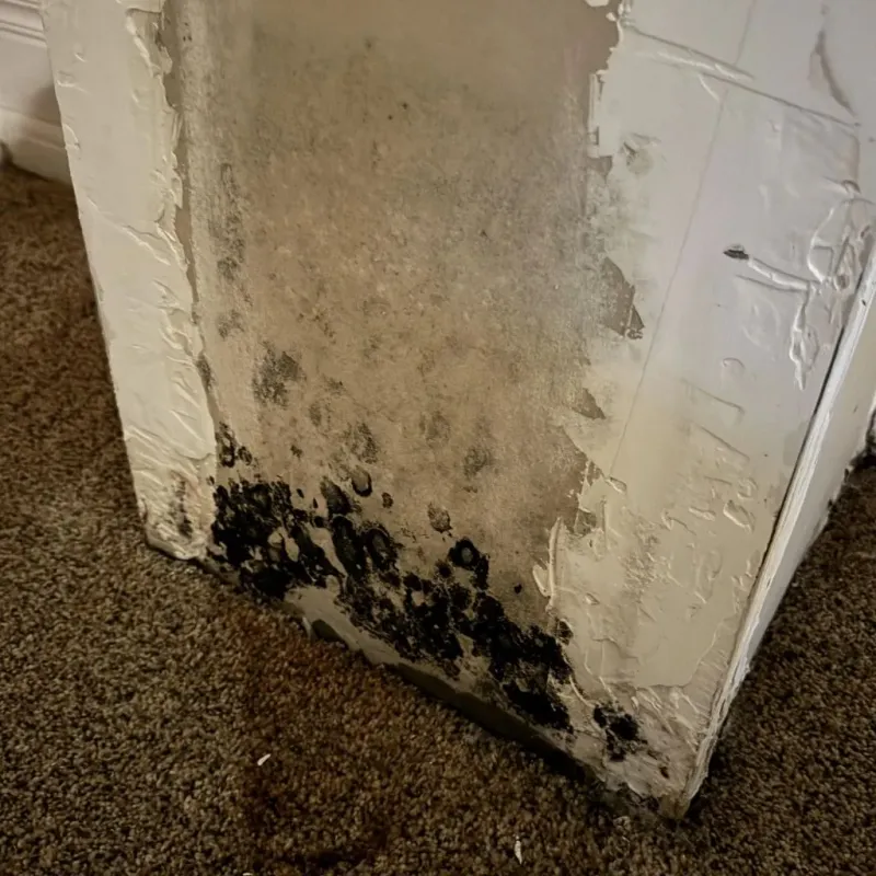 Professional Mold Removal in Caldwell, TX